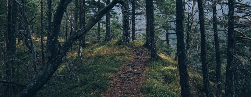 adventure forest nature 4029 824x550