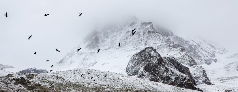 birds cold fog 4037 825x550