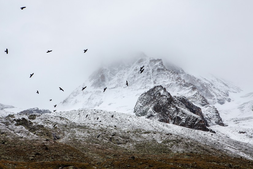 birds cold fog 4037 825x550