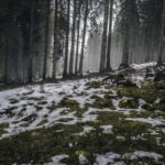 forest nature snow 4058 824x550
