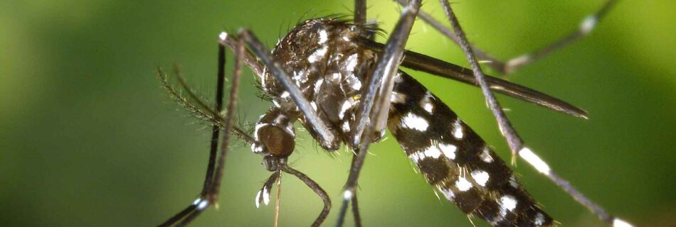 mosquito