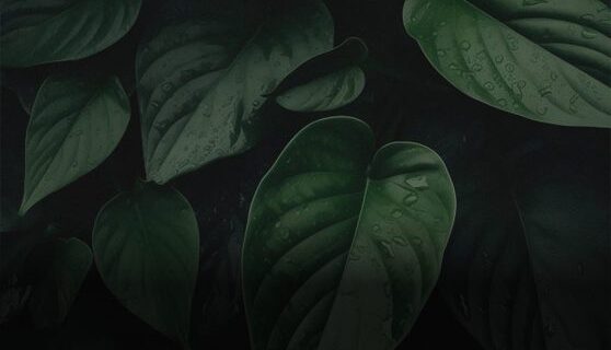 slider img 1